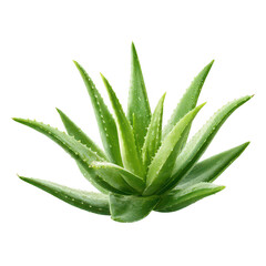 Lush aloe vera plant