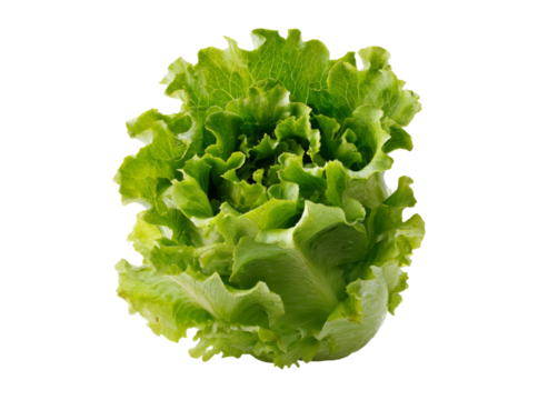 Fresh green butterhead lettuce isolated on black background, Isolated On White, Png, Transparent Background