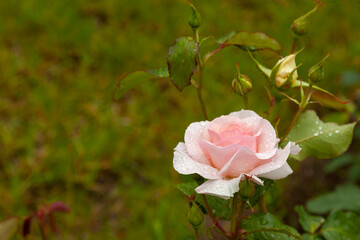 A soft pink rose covered in raindrops