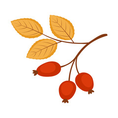 Rosehip Branch with Autumn Leaves and Berries Vector Illustration