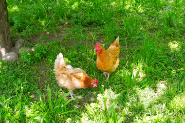 Rural landscape with chicken on meadow at farm at Swiss city of Zürich. Photo taken May 16th, 2025, Zurich Schwamendingen, Switzerland.