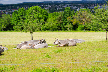 Rural landscape with cow herd of breed named Rätisches Grauvieh at farm at Swiss city of Zürich. Photo taken May 16th, 2025, Zurich Schwamendingen, Switzerland.