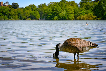 Goose Feeding in Lake with Vibrant Green Background