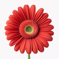 A vibrant red gerbera daisy with a green center on a white background is shown in a close up view created with generated ai
