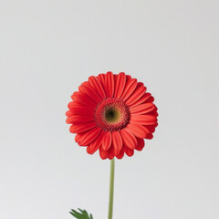A single red gerbera daisy with a green stem against a plain white background in close up studio shot created with generated ai