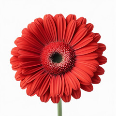 Close up of a vibrant red gerbera daisy with a dark center and green stem on a white background created with generated ai