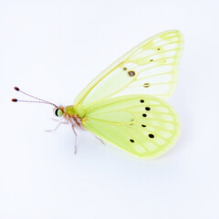 Close up of a pale yellow butterfly with black spots on its wings against a white background image view created with generated ai
