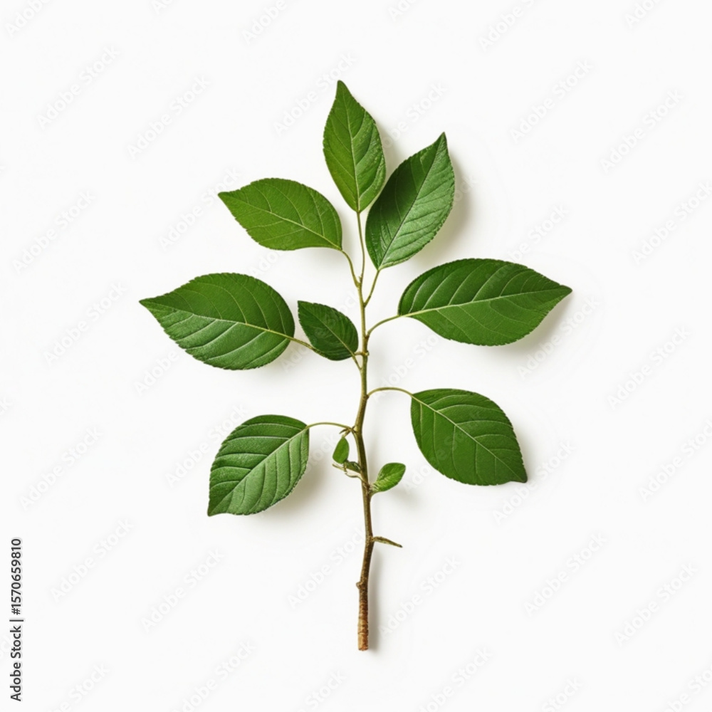 Poster a simple sprig of green leaves with visible veins and a brown stem isolated on a white background vi
