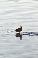 A duck stands in shallow water, preening itself. Ripples spread across the calm surface, with scattered stones like tiny islands and the duck's reflection clearly visible in the water.