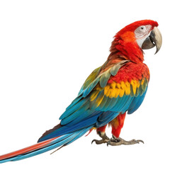 Obraz premium Colorful scarlet macaw perched elegantly against a pristine white background showcasing its vibrant feathers and unique characteristics