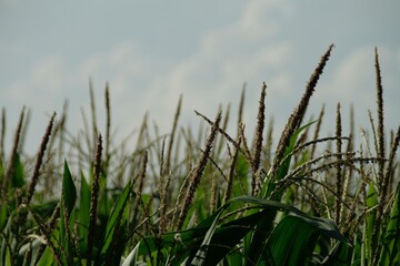 Corn Field