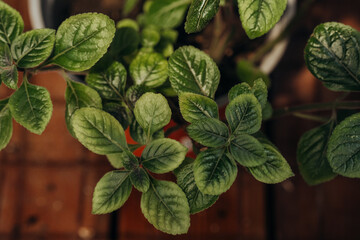 Plectranthus verticillatus (swedish ivy) in pot for concepts of herbal decor and homely greenery