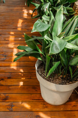 Aspidistra elatior in white pot for concepts of houseplant care, simplicity and greenery