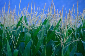 Corn Field