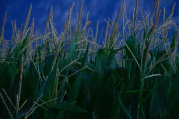 Obraz premium Corn Field