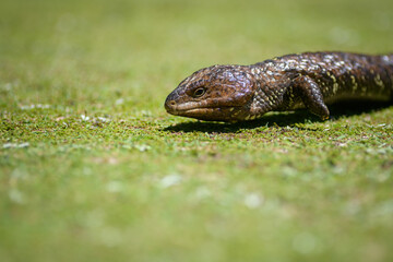 Naklejka premium Shingleback Lizards (Tiliqua rugosa) also known as a Sleepy Lizard, Bobtail, Pinecone Lizard, Boggi, Double-headed Lizard and Stumpy Lizard. Its skin is very bumpy.