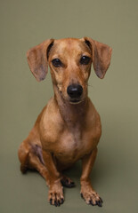 Studio shot of alert brown dachshund dog on green background perfect for vet services or pet...