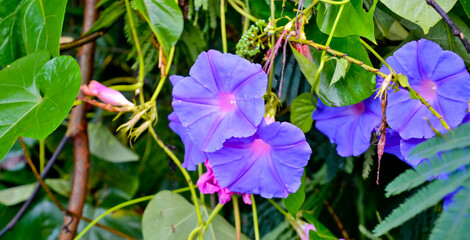close up view of beautiful blue morning glory flowers in the garden