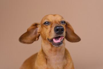 Dachshund yawning near food bowl – morning routine and pet expression concept