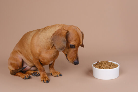 Dachshund peering sadly at bowl of kibble, perfect for concepts like picky eating or dietary issues