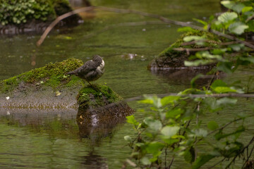 Wasseramsel bei der Gefiederpflege an der Wesenitz bei Lohmen in der Sächsischen Schweiz 4