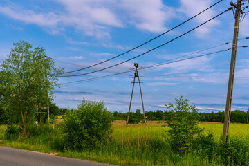 Wooden utility poles with electric power lines stretching above green bushes and wild vegetation. Quiet rural roadside landscape in warm weather. Eco energy theme.
