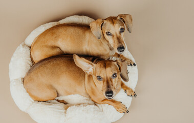 Two dachshunds looking up from cozy bed for attention, pet emotion or home comfort concept in stock...