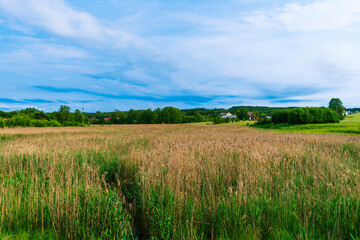 Wide golden dry grass field in a quiet countryside with scattered houses and trees on the horizon. Peaceful rural nature scene in summer with blue sky and soft clouds.