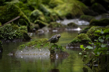 Wasseramsel bei der Gefiederpflege an der Wesenitz bei Lohmen in der Sächsischen Schweiz 2