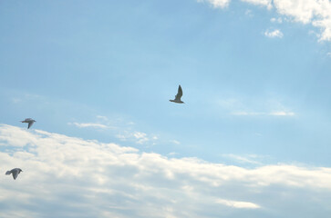 Three seagull birds  fly high in the blue sky above white clouds .Nature ,fauna, wildlife protection. Free copy space..