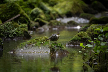 Wasseramsel bei der Gefiederpflege an der Wesenitz bei Lohmen in der Sächsischen Schweiz 1