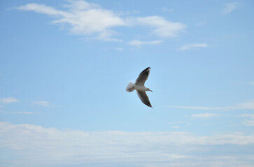  One wild seagull soars in the sky with light white clouds . Nature ,wild birds  ,fauna, seagull, wildlife protection.