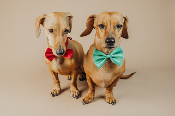 Two dachshunds posing together in red and green bow ties for pet fashion, lifestyle or...