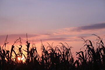 Fototapeta premium Corn Field