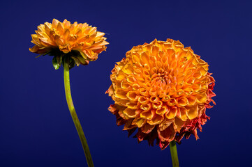 Golden Dahlias Against Deep Blue A Vibrant Floral Contrast