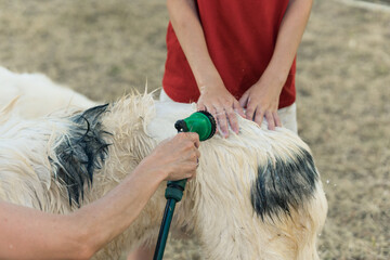 Mother and son washing a large white and black dog outdoors
