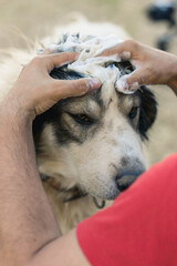 Shepherd washing his dog with antiparasite soap and water