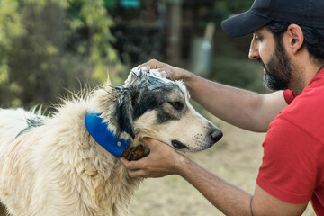 Man gently washing his dog outdoors on a sunny day