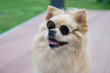 Cute Pomeranian wearing sunglasses on a walk.