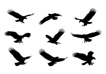 Obraz premium Vector silhouette of a collection of nine black eagle silhouettes in various flying poses isolated on a white background
