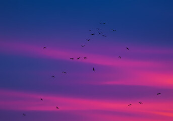 Obraz premium Birds in Twilight A Vibrant Sunset Silhouette