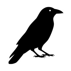 Fototapeta premium Vector silhouette of a striking black silhouette of a crow or raven, isolated on a clean white background