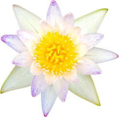 Blooming lotus flower on a separate white background