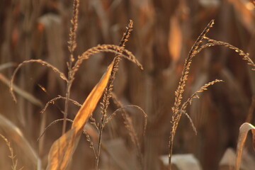 Corn Field