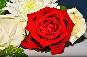 One Fresh red roses in a bouquet