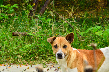 Native Thai dog