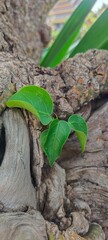 snake on tree