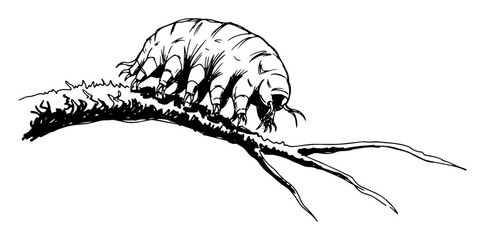tardigrade water bear on a branch sketch vector illustration