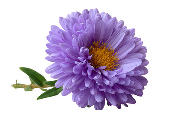 Close up of a delicate purple aster flower with a yellow center and green leaves isolated on transparent background