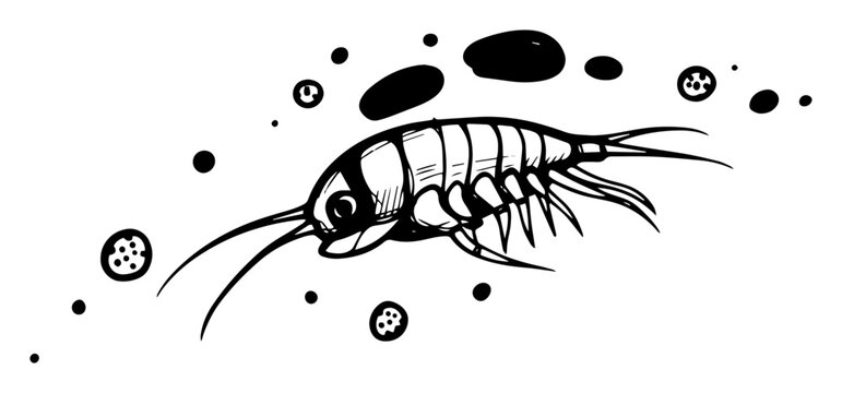 copepod zooplankton microscopic crustacean sketch vector